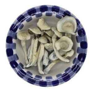 Albino Treasure Coast Magic Mushrooms