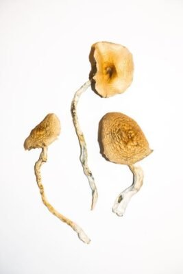 Golden Teachers Mushrooms