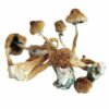 African Transkei Mushroom