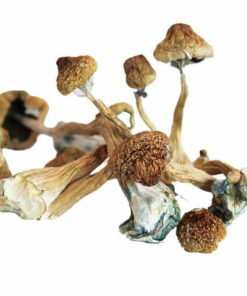 African Transkei Mushroom