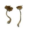 Buy Alacabenzi Mushrooms