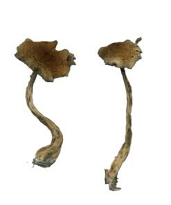 Buy Alacabenzi Mushrooms