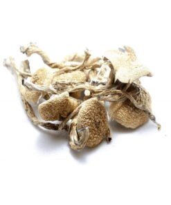 Amazonian Mushrooms